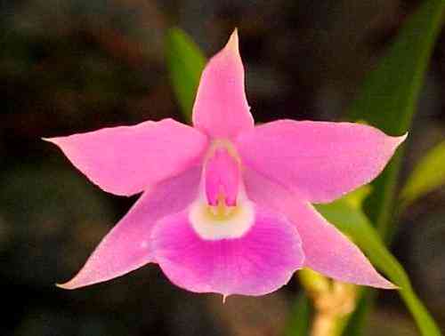 Dimeranda elegans